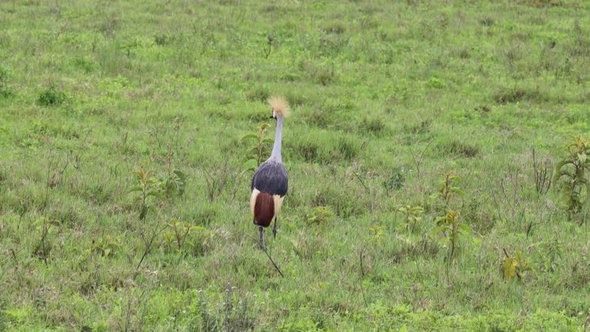 Majestic whooping crane standing in shallow wetland water surrounded by reeds and natural habitat under bright daylight. Large North American bird with white plumage, black wingtips, and long legs, exhibiting elegant posture and graceful movements. Authentic wildlife scene capturing the beauty, conservation significance, and serene environment of this endangered species in its natural ecosystem. Perfect for birdwatching, nature, and conservation themes