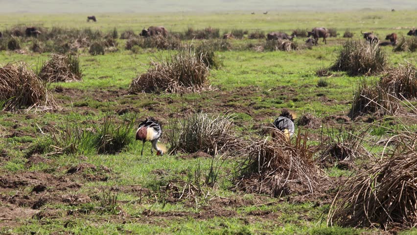 Majestic whooping crane standing in shallow wetland water surrounded by reeds and natural habitat under bright daylight. Large North American bird with white plumage, black wingtips, and long legs, exhibiting elegant posture and graceful movements. Authentic wildlife scene capturing the beauty, conservation significance, and serene environment of this endangered species in its natural ecosystem. Perfect for birdwatching, nature, and conservation themes