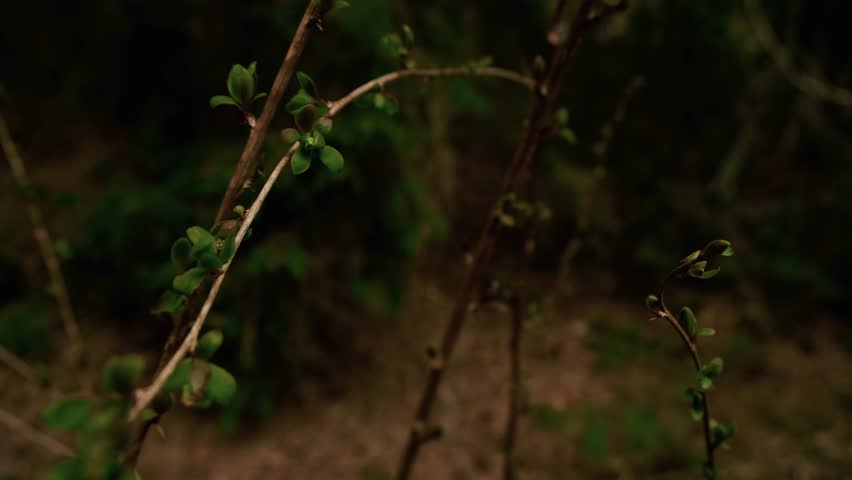 Close up bush twigs with young leaves. Bokeh shrub branches with small fresh green foliage. Blur brown forest backdrop. Nature environment. Concept of growth and renewal. Dark natural video background