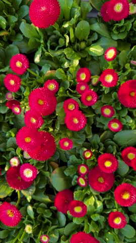 Description (Описание):
A dense top-down view of vibrant red English daisies (Bellis perennis) with yellow centers blooming among lush green leaves in a sunny spring garden. Vertical video