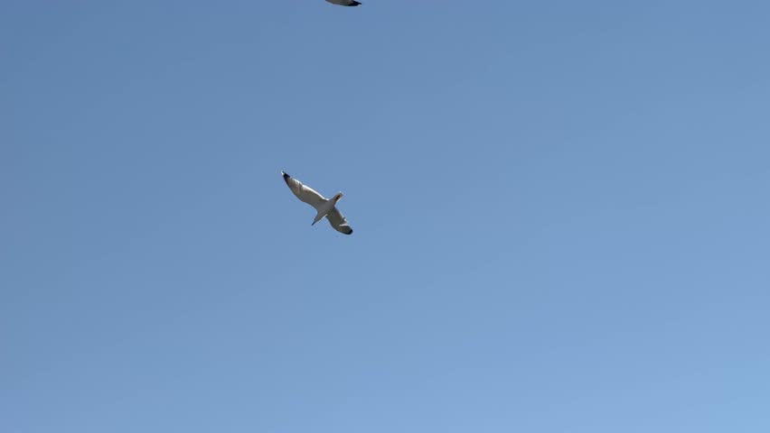 Two seagulls soaring through the sky. Birds in flight with wings spread wide. Bright blue sky and clouds. Dynamic nature scene. Freedom and wildlife scene.