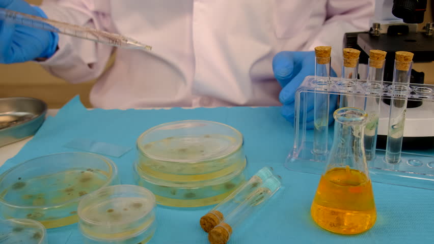 Research in the laboratory Petri dishes. Selective focus.