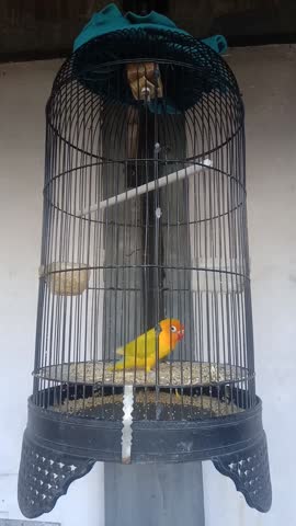 A vibrant yellow lovebird with an orange face chirps and moves actively inside its black wire cage. The bird is seen jumping between the perch and the tray, showing its energetic behavior.