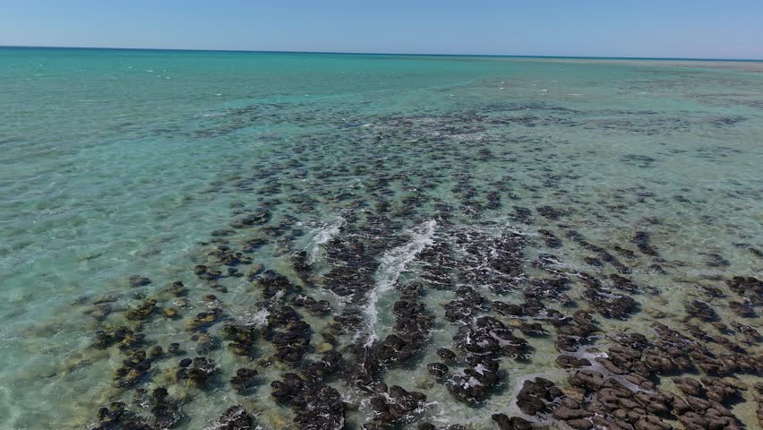 A wooden boardwalk stretches over living fossils of stromatolites in Hamelin Pool into sparkling turquoise Waters of Shark Bay beneath a clear blue sky, suggesting calm coastal exploration, seaside travel, nature, and marine conservation. Western Australia.