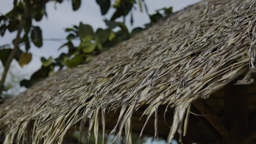 alm Leaf Sunshade Roof On Bamboo House, A detailed photo of a traditional palm leaf roof on a bamboo house, capturing authentic rural craftsmanship, perfect for cultural documentary and lifestyle.