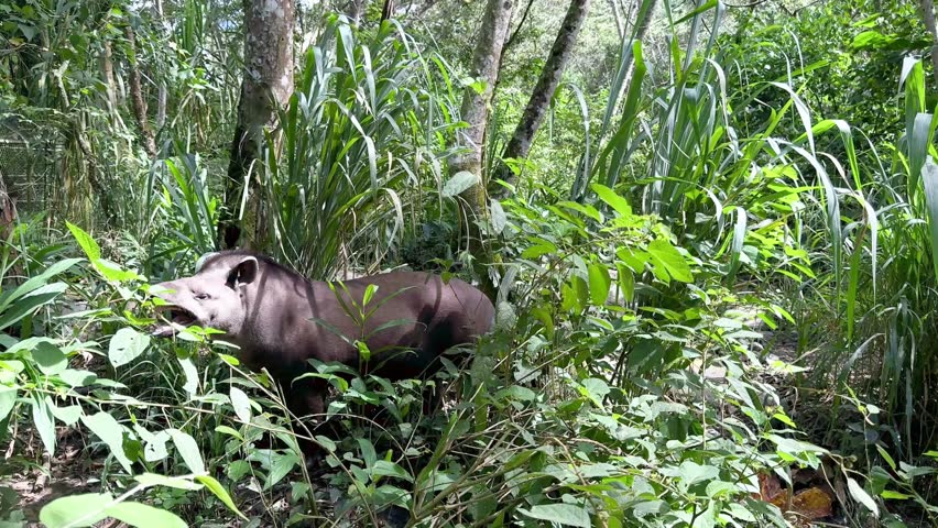 South American Tapir Foraging in the Lush Jungle of Los Yungas, Bolivia
