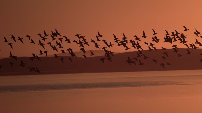 Tracking shot of migrating geese flying over lake at sunset in Iceland, silhouetted against glowing orange sky with distant hills along the horizon. Aerial view.
