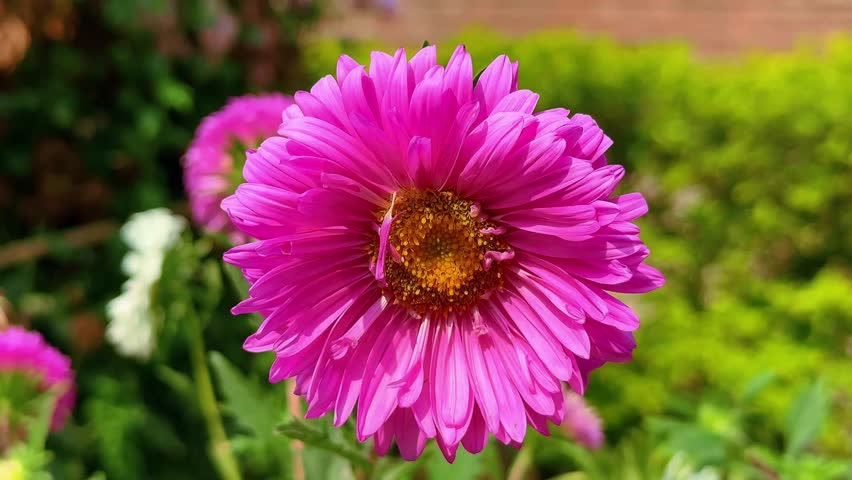 Vibrant pink flower in full bloom with lush greenery