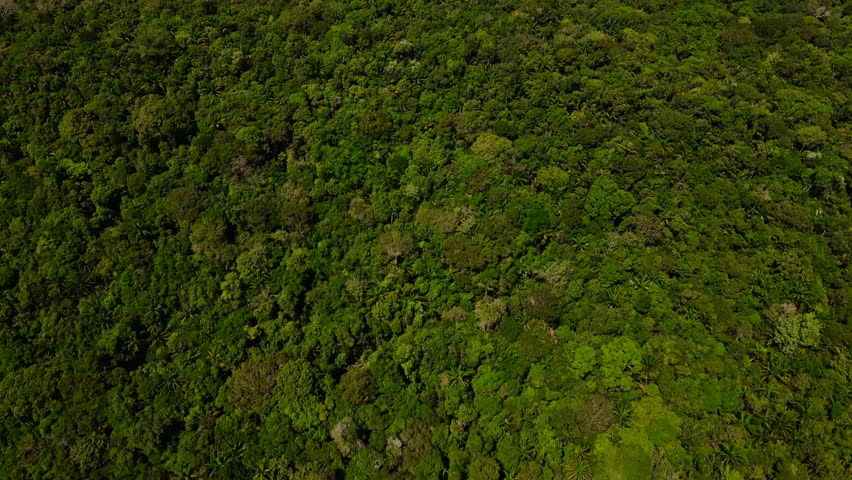 Lush Amazon rainforest and river near Manaus, Brazil, vibrant and vast