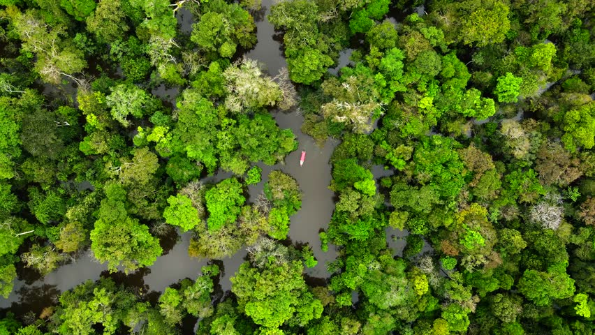 Top-down drone shot of lush Amazon rainforest canopy with a classic boat on amazon river near Manaus, Brazil