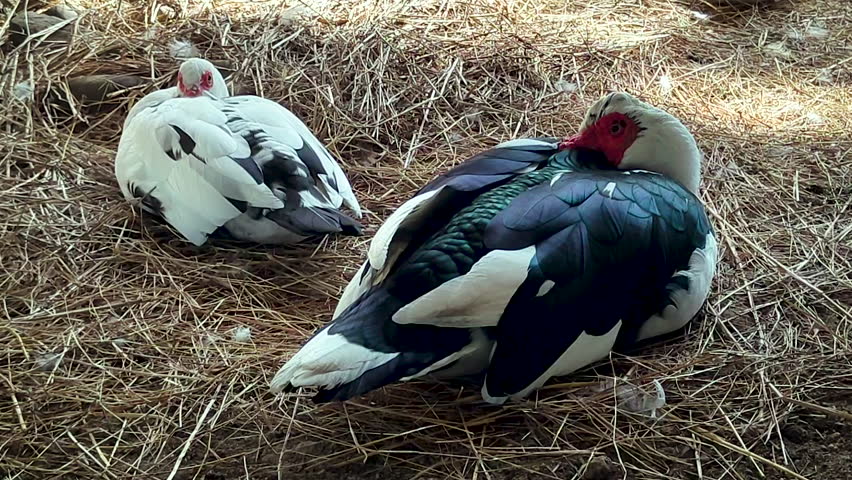 Muscovy ducks resting on straw covered farm ground in rural countryside. Colorful feathers and red face details show calm wildlife behavior in natural outdoor environment.