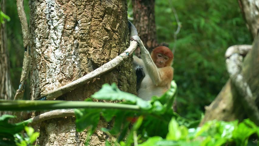 A young Proboscis monkey (Nasalis larvatus) clings to the tree trunk and slowly swings away, close up shot of a primate species endemic to the island of Borneo.
