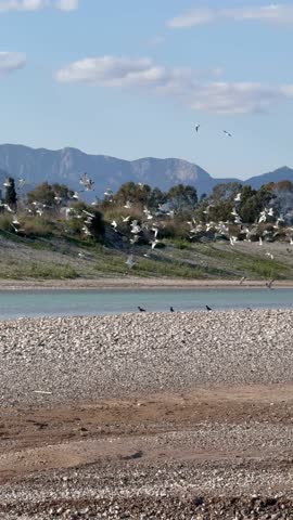 A large group of seagulls is taking flight over a pebbly riverbank. Blue mountains in the background. Calm water and green bushes. Bright sunny day. Clear blue sky.