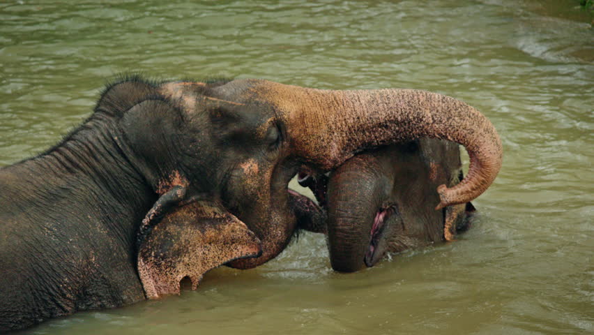 Two Asian elephants gently touching trunks while resting in shallow river water, showing calm social bonding in a peaceful tropical wildlife setting. High quality 4k footage