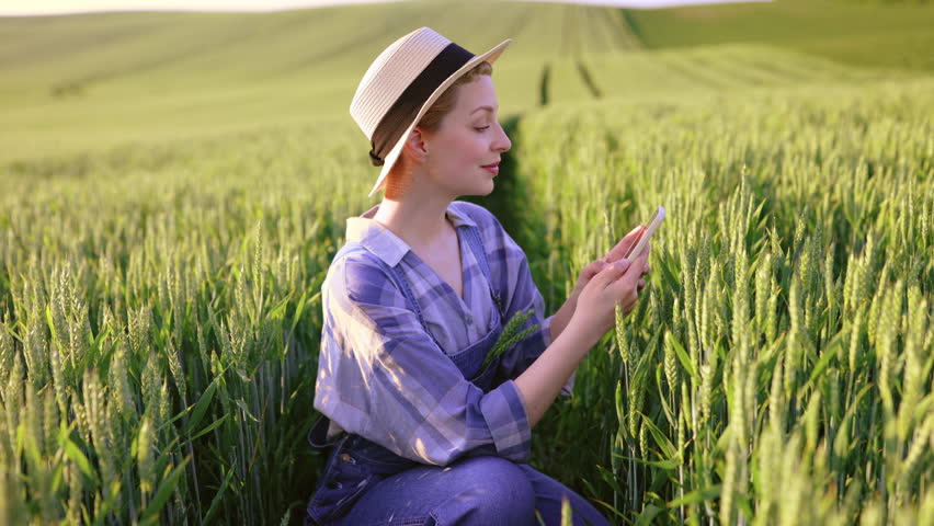 A young woman in a straw hat and plaid shirt uses her smartphone to capture images of ripe wheat stalks in a sunlit field
