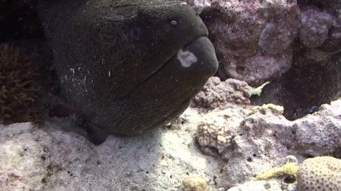 A Giant Moray on a cleaning station. Red Sea. Captured on a 3CCD DVCAM Camera 16:9 anamorphic.