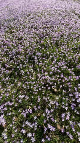 Beautiful Wild Meadow with Flowering Tulipa Saxatalis. The end of winter and the beginning of spring in Germany. Lila flowers in the green park.