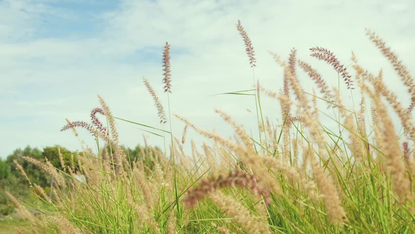 Golden fountain grass plumes sway gently against a soft blue sky on a clear day.