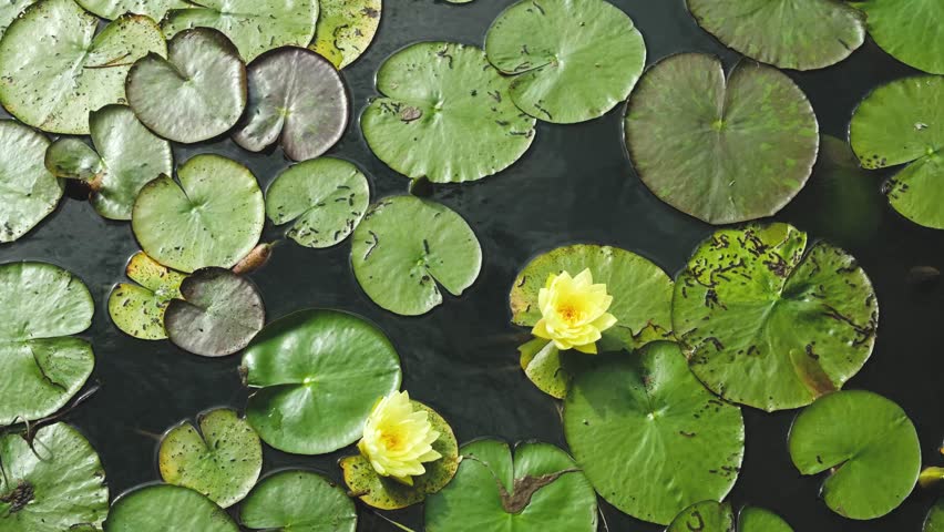 Water lily pads and yellow water lilies floating serenely on dark water surface