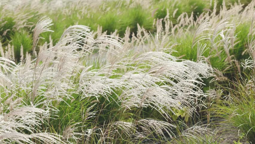Field of Miscanthus grass plumes swaying in the wind, gentle breeze, soft light, natural landscape