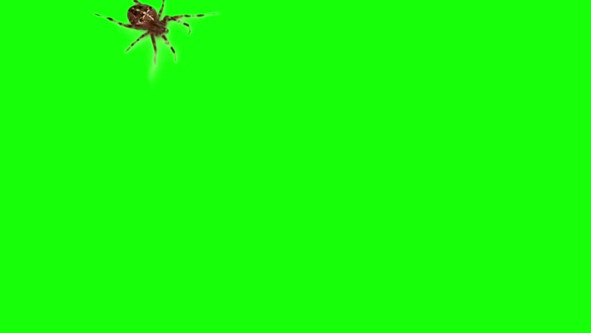 Green screen with European garden spider, the spider is walking	