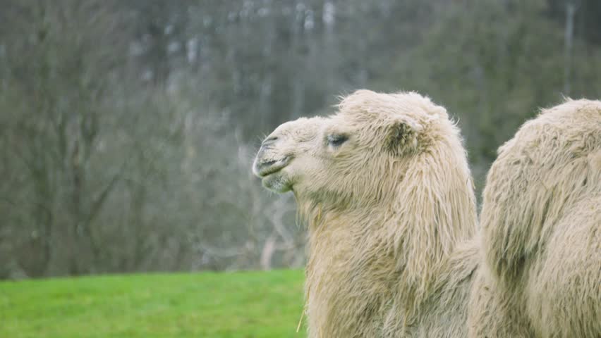 Close-up of Bactrian Camel looking out with woolly winter coat. Perfect for wildlife travel documentaries, tourism promos.