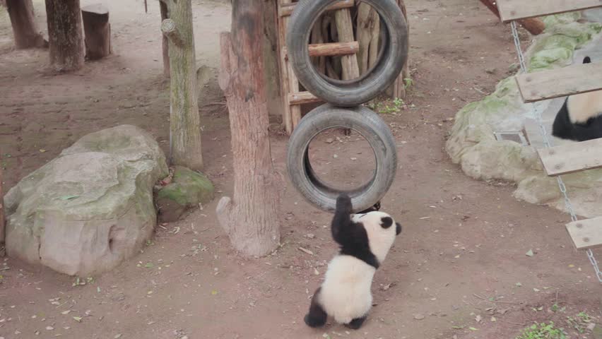 Static wide shot of a giant panda cub standing on hind legs reaching for a tire wheel on tree in Chongqing Zoo enclosure with natural daylight and playful motion.