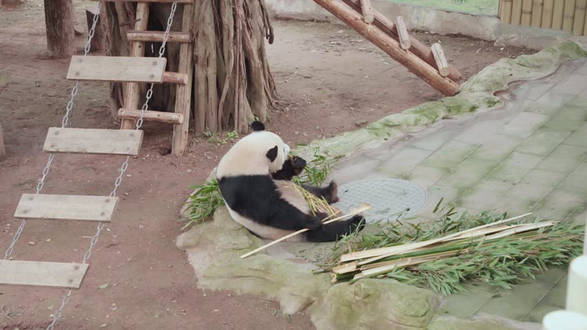 Static medium wide shot of a giant panda sitting on ground eating fresh bamboo stalks in Chongqing Zoo outdoor enclosure with wooden ladder and natural daylight.