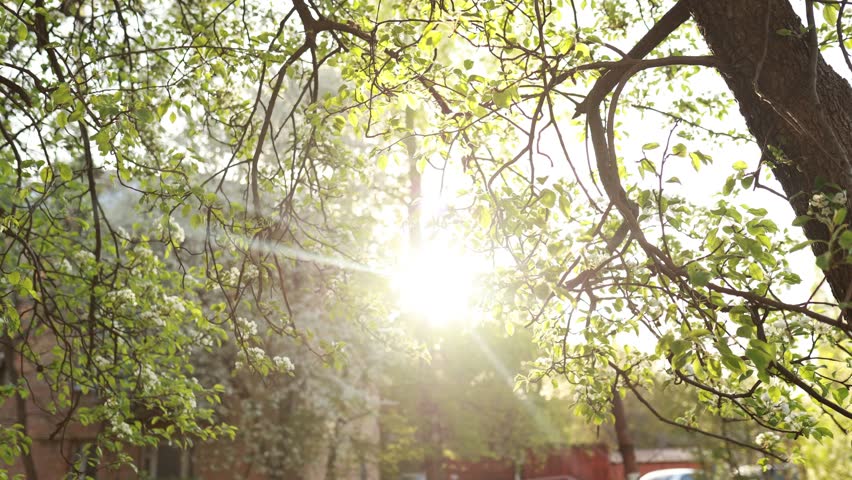 Blooming pear tree branches with white flowers in spring garden with warm sunlight shining through leaves. Beautiful natural background with sun rays and fresh green foliage, spring nature concept.