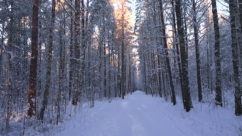 Upward tilt revealing snowy forest road surrounded by tall winter trees with sunlight shining through frosty branches.