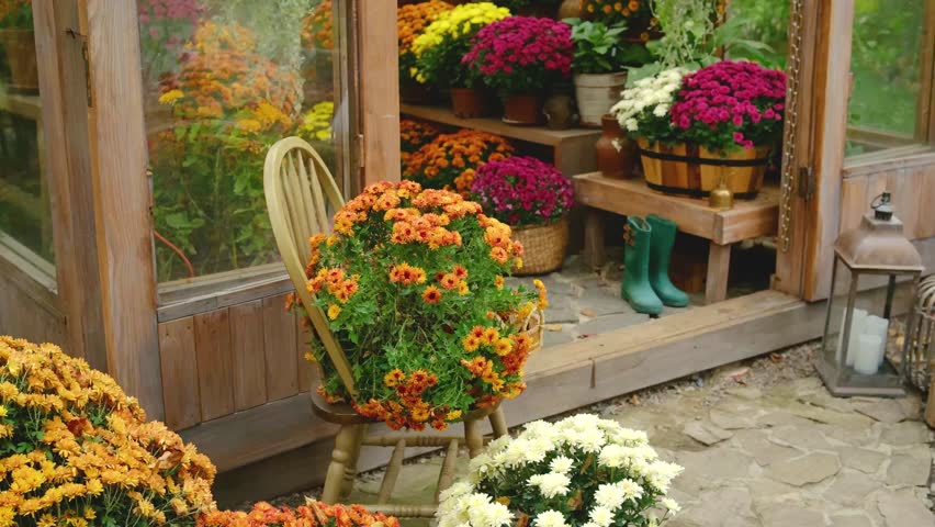 Autumn flowers bloom in a greenhouse setting with a wooden chair and garden boots outside.