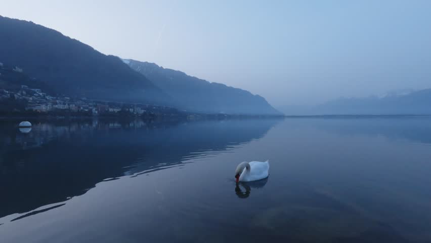 Single white swan swimming on the calm surface of Lake Geneva during a misty morning in Montreux, Switzerland. Minimalistic alpine landscape with mountains, soft fog and water reflections creating a peaceful natural atmosphere.