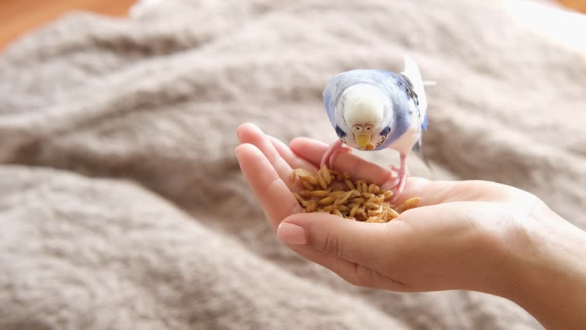 Owner woman feeding a budgie. Close-up. White blue budgerigar perching on the hand. Pet bird is eating grains from human palm. Cozy Indoor Setting. Person is gently handfeeding a parrot in bright room