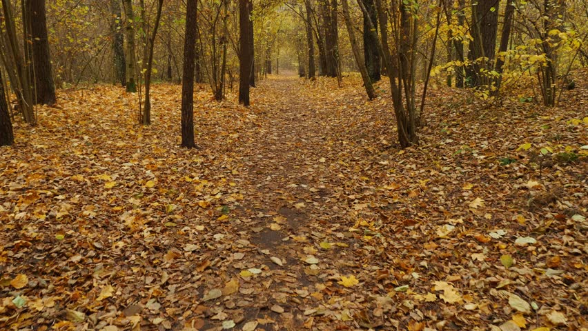 Walking through a foggy forest floor covered with yellow leaves and tall trunks