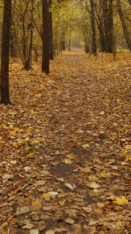 A serene walk through a forest path blanketed with vibrant autumn leaves