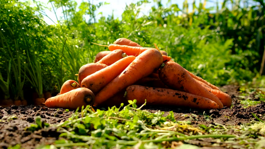 Carrot harvest in the garden. Selective focus.