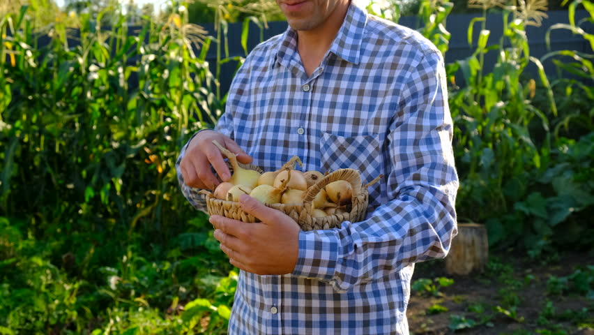A farmer holding an onion harvest. Selective focus.