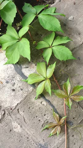 Virginia creeper vine with green leaves climbing over weathered stone pavement surface outdoors