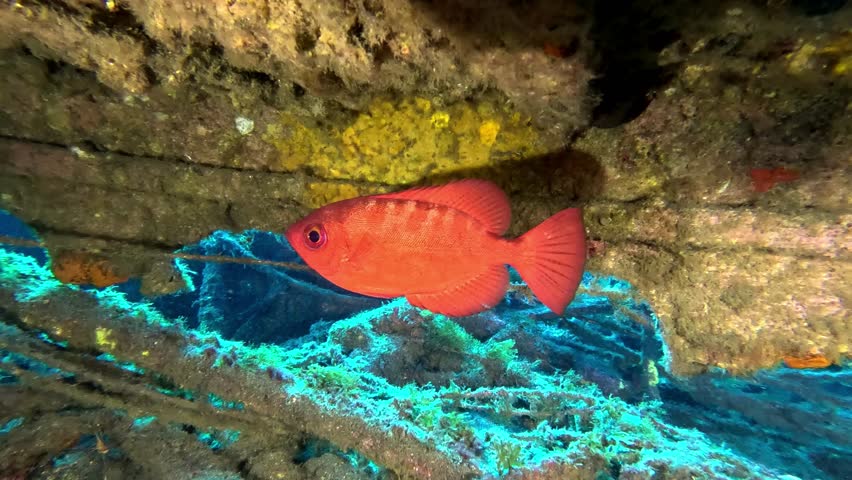 Puerto Colon, Tenerife, Spain. Dec 6 2025. A red bigeye fish also known as Glasseye Snapper (Heteropriacanthus cruentatus) on the Twin Wrecks dive site, Puerto Colon, Tenerife.
