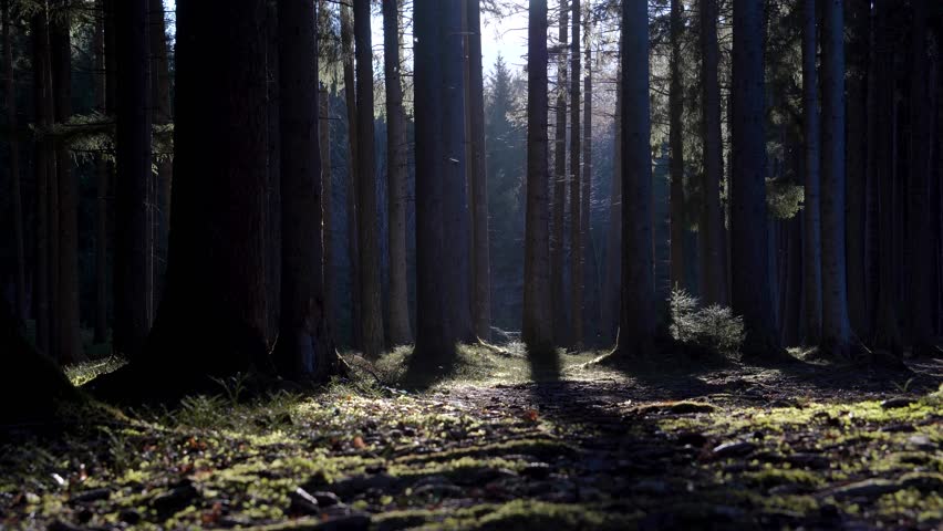 Tall Fir Trees in Forest During Twilight with Eerie Silence and Light Breeze in Austria