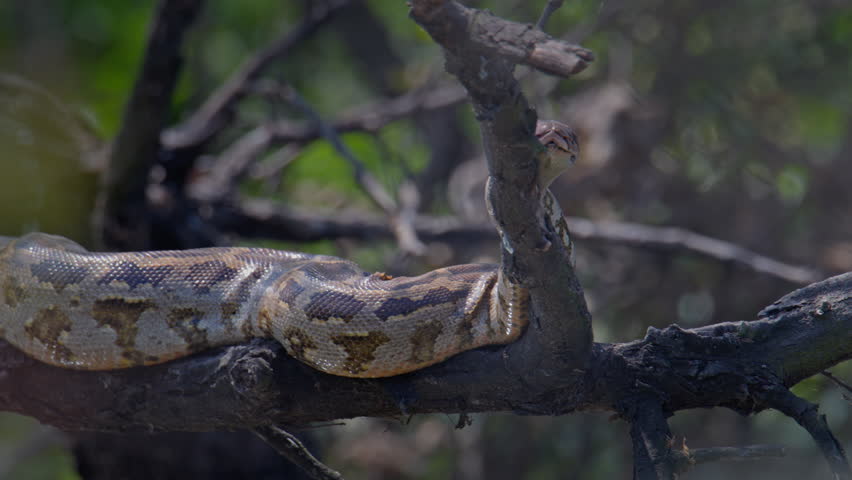 Indian Rock Python draped across tree branch blending with natural surroundings.