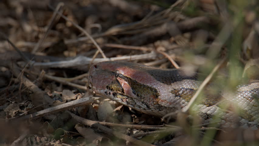 Indian Rock Python detailed head portrait with textured skin and active tongue movement on forest floor.
