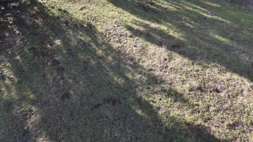 POV walking through a pine forest at sunset with golden light and long shadows