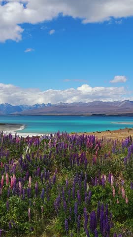 Aerial fly above Lake Tekapo lupin flowers with Southern Alps mountains, South Island New Zealand vertical