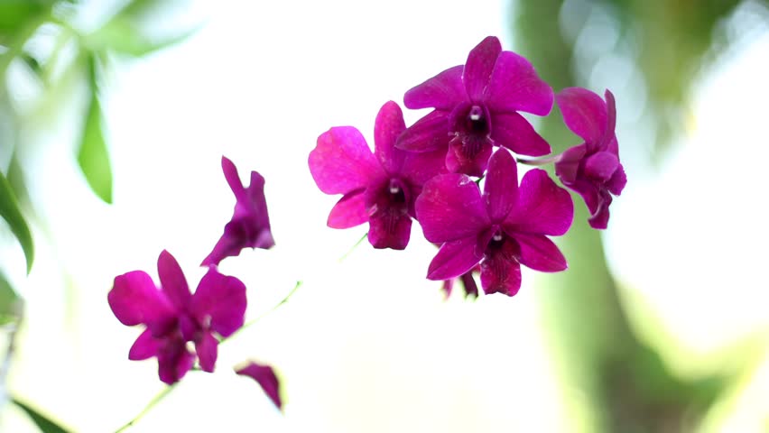 Close-up of purple Dendrobium orchid flower
