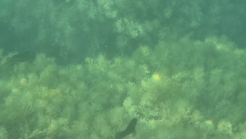 Underwater fish ocean, small fish swim among lush green seaweed on the seabed in clear water.