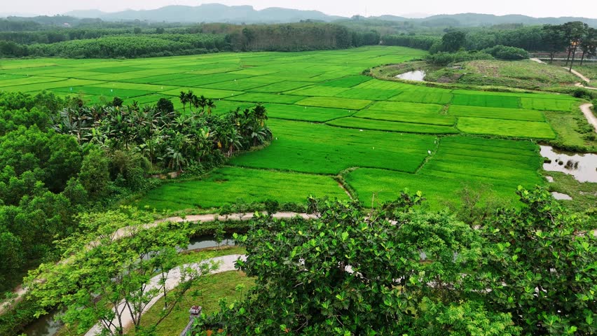 Aerial view of lush green rice paddy fields in rural vietnam countryside landscape and scenic mountains.