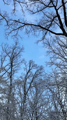 Winter forest, snow covered trees and the bright blue sky