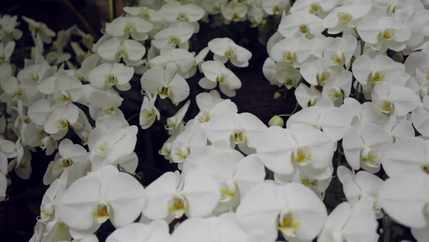 A beautiful panning shot revealing hundreds of vibrant white orchids blooming profusely inside the Tropical Dream Center greenhouse at Ocean Expo Park in Okinawa, Japan during winter.
