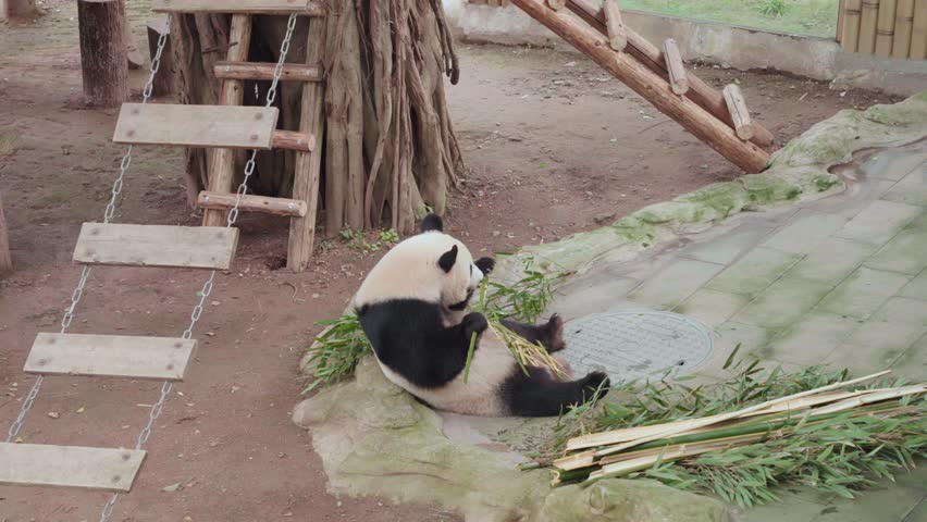 Static wide shot of a giant panda lying on back holding and eating bamboo stalks near utility cover on tiled floor in Chongqing Zoo enclosure with ladder and tree